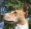 Basenji KSM Muenster 2014 (1048)